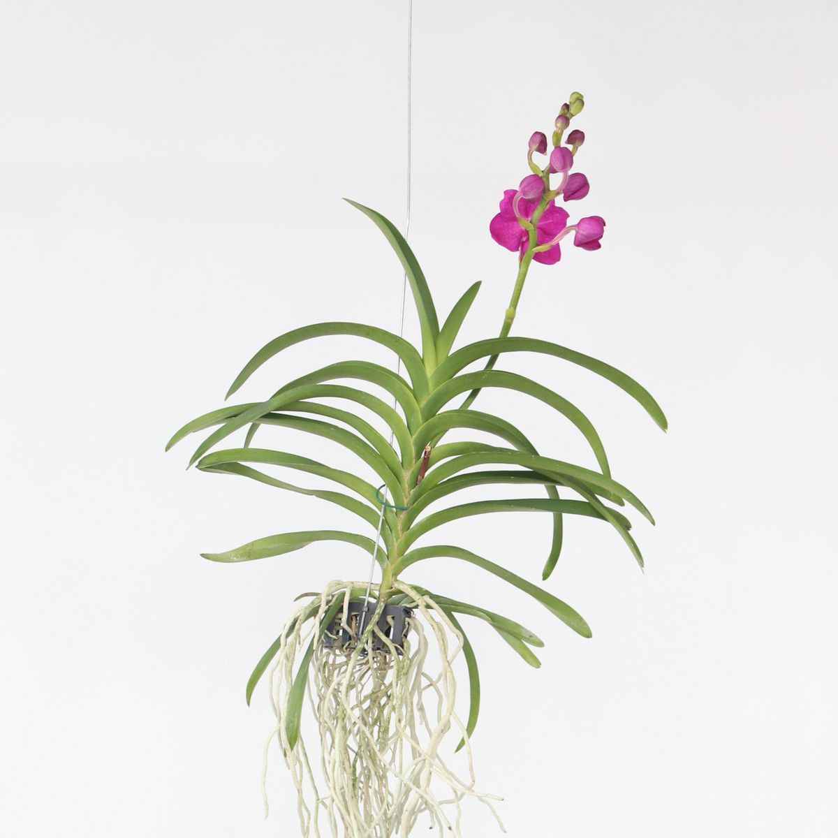 PLANT IN A BOX Orchidée - Vanda 'Pink' - Hauteur 55-65cm