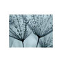Voir la diapositive 2 : Paris Prix Papier Peint  Pissenlit Bleu Turquoise
