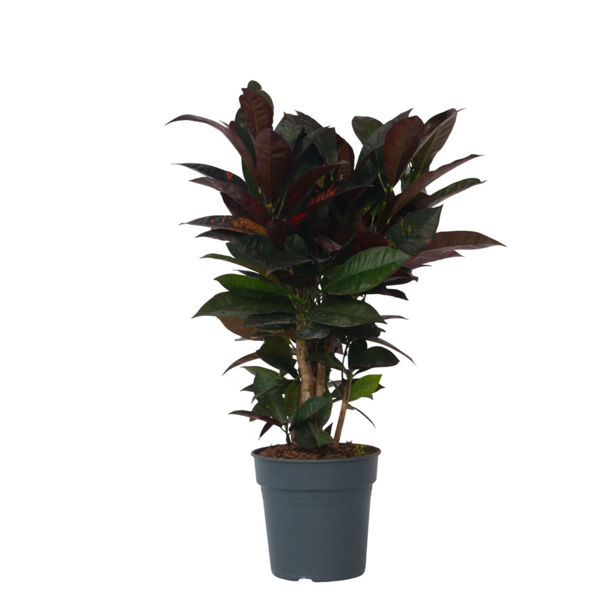 PLANT IN A BOX Croton - Codiaeum variegatum 'Mrs. Iceton' - Hauteur 60-70cm - ⌀19cm