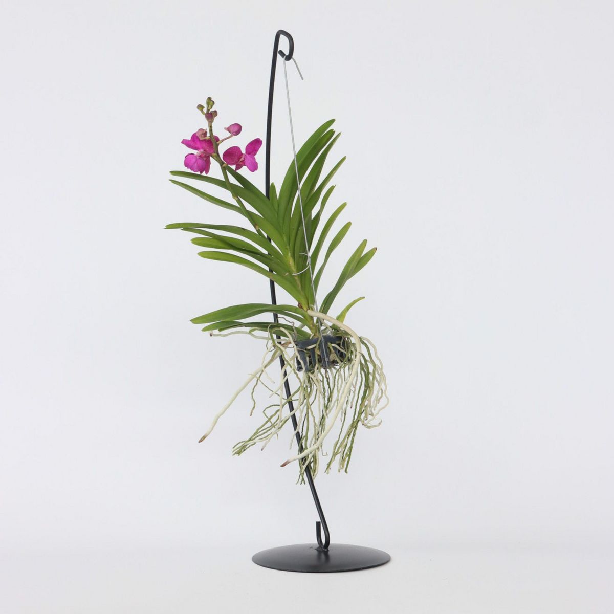 PLANT IN A BOX Orchidée - Vanda 'Pink' - Hauteur 45-55cm