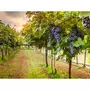 Smartbox Séjour romantique dans les vignobles d'Italie - Coffret Cadeau Séjour