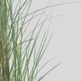Voir la diapositive 3 : PLANT IN A BOX Roseau de Chine - Set de 2 - Miscanthus 'Gracillimus' - H40-60cm - ⌀23cm