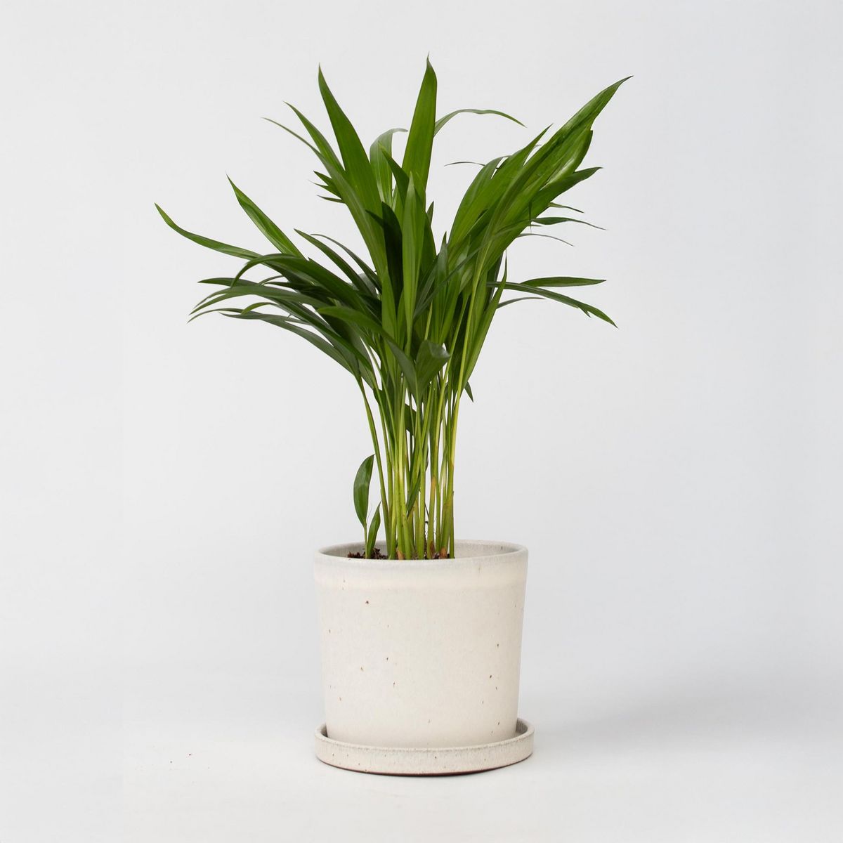 PLANT IN A BOX Palmier areca - Dypsis lutescens - Hauteur 30-45cm - ⌀12cm