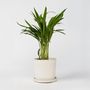 Voir la diapositive 6 : PLANT IN A BOX Palmier areca - Dypsis lutescens - Hauteur 30-45cm - ⌀12cm