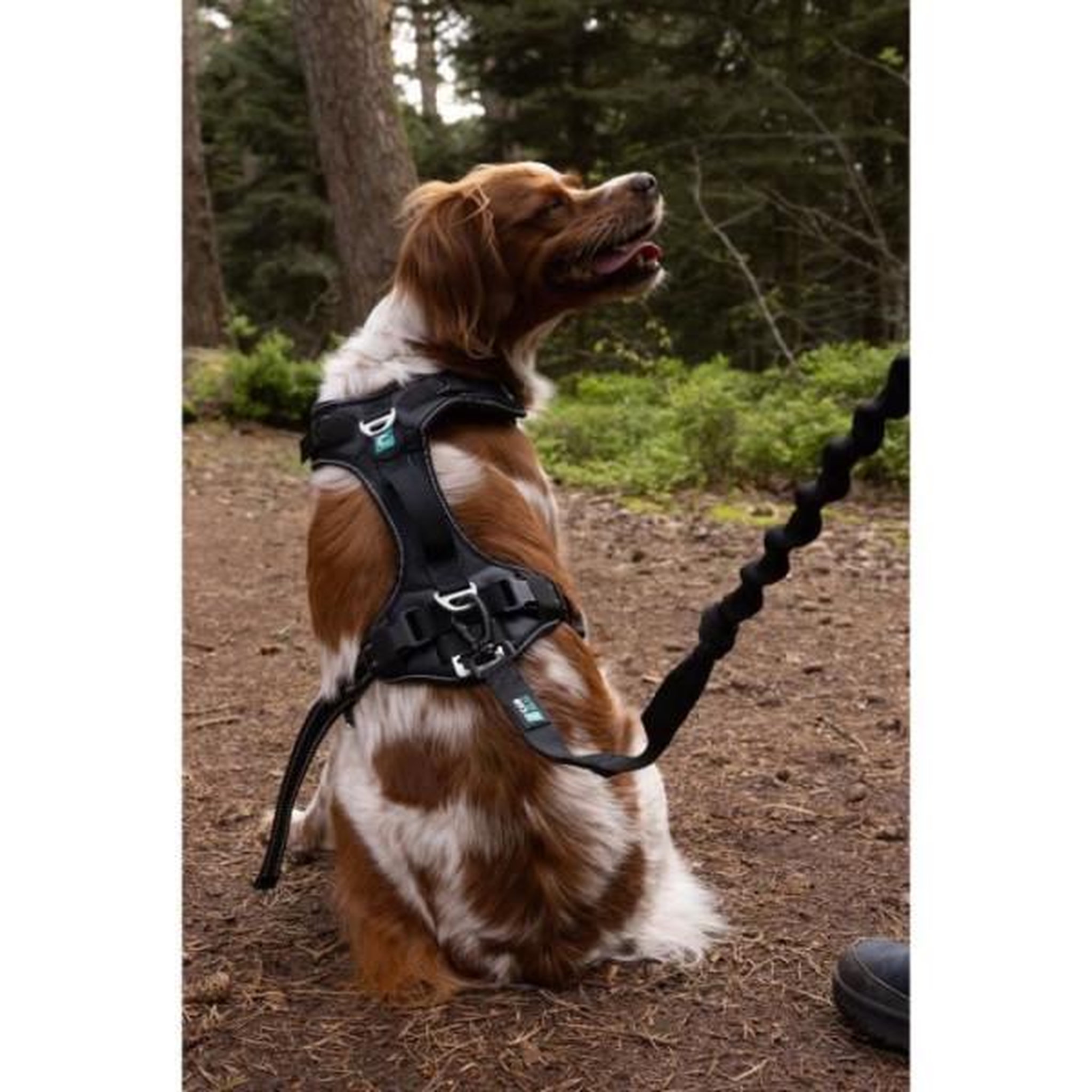 Voir la diapositive 6 : MARKET24 Harnais pour chien - symbioz - xxs - noir / bleu