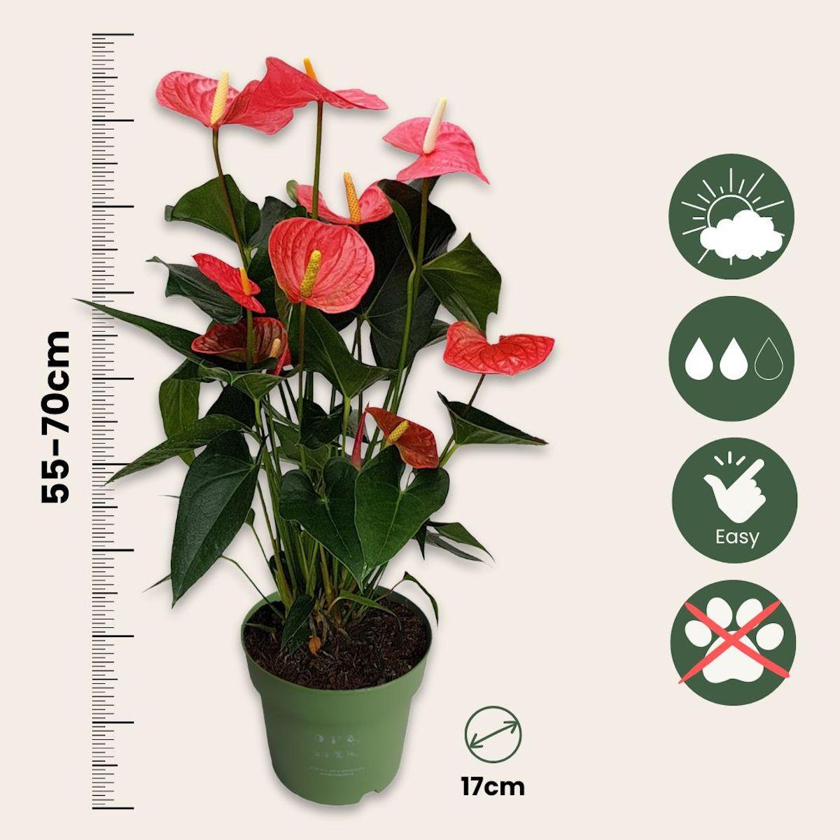PLANT IN A BOX Langue de feu - Anthurium 'Maine Pink' - Hauteur 55-70cm - ø17cm