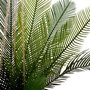 Voir la diapositive 3 : ATMOSPHERA Plante Artificielle Palmier  Cuba  55cm Vert