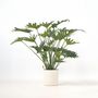 Voir la diapositive 6 : PLANT IN A BOX Philodendron artificiel 'Selloum' - Hauteur 65cm