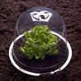 Voir la diapositive 4 : ID MARKET Cloche à salades x12 serre de protection pour plants