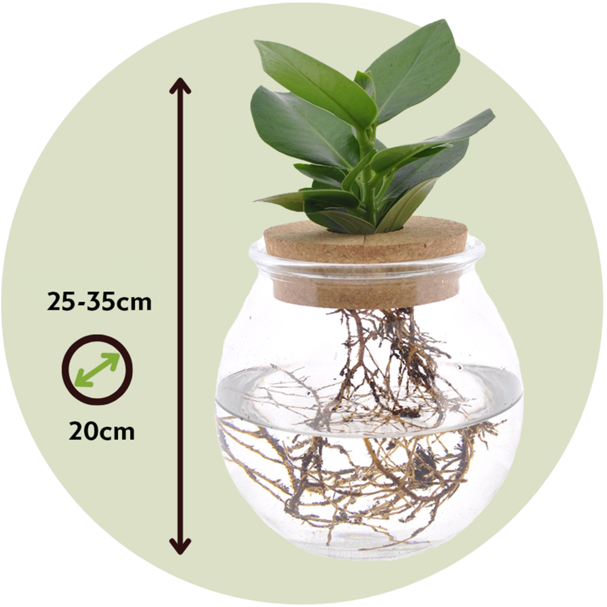 PLANT IN A BOX Clusia en verre - Clusia rosea 'Princess' - Hauteur 25-35cm - ⌀20cm