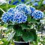 Voir la diapositive 4 : PLANT IN A BOX Hortensia - Set de 6 - Hydrangea macrophylla 'Bavaria' - Hauteur 25-40cm - ⌀9cm