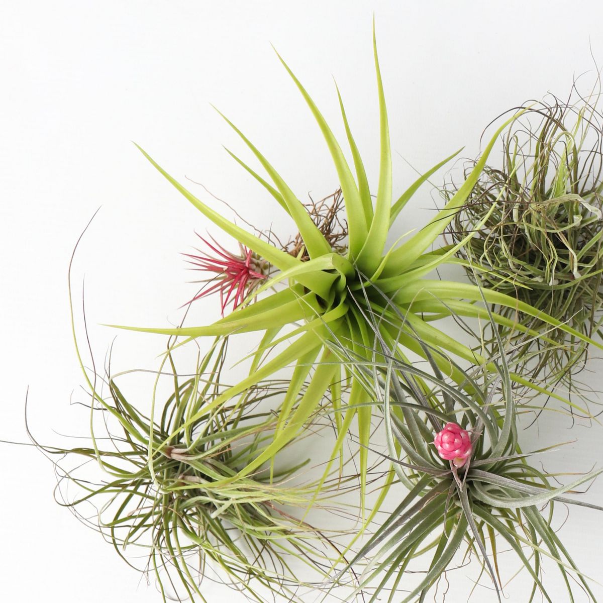 PLANT IN A BOX Plante aérienne - Set de 5 - Tillandsia - Hauteur 5-15cm - ⌀5cm