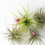 Voir la diapositive 3 : PLANT IN A BOX Plante aérienne - Set de 5 - Tillandsia - Hauteur 5-15cm - ⌀5cm