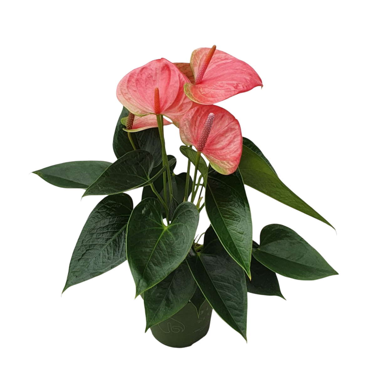 PLANT IN A BOX Langue de feu - Anthurium 'Sweet Dream' - Hauteur 35-45cm - ø12cm