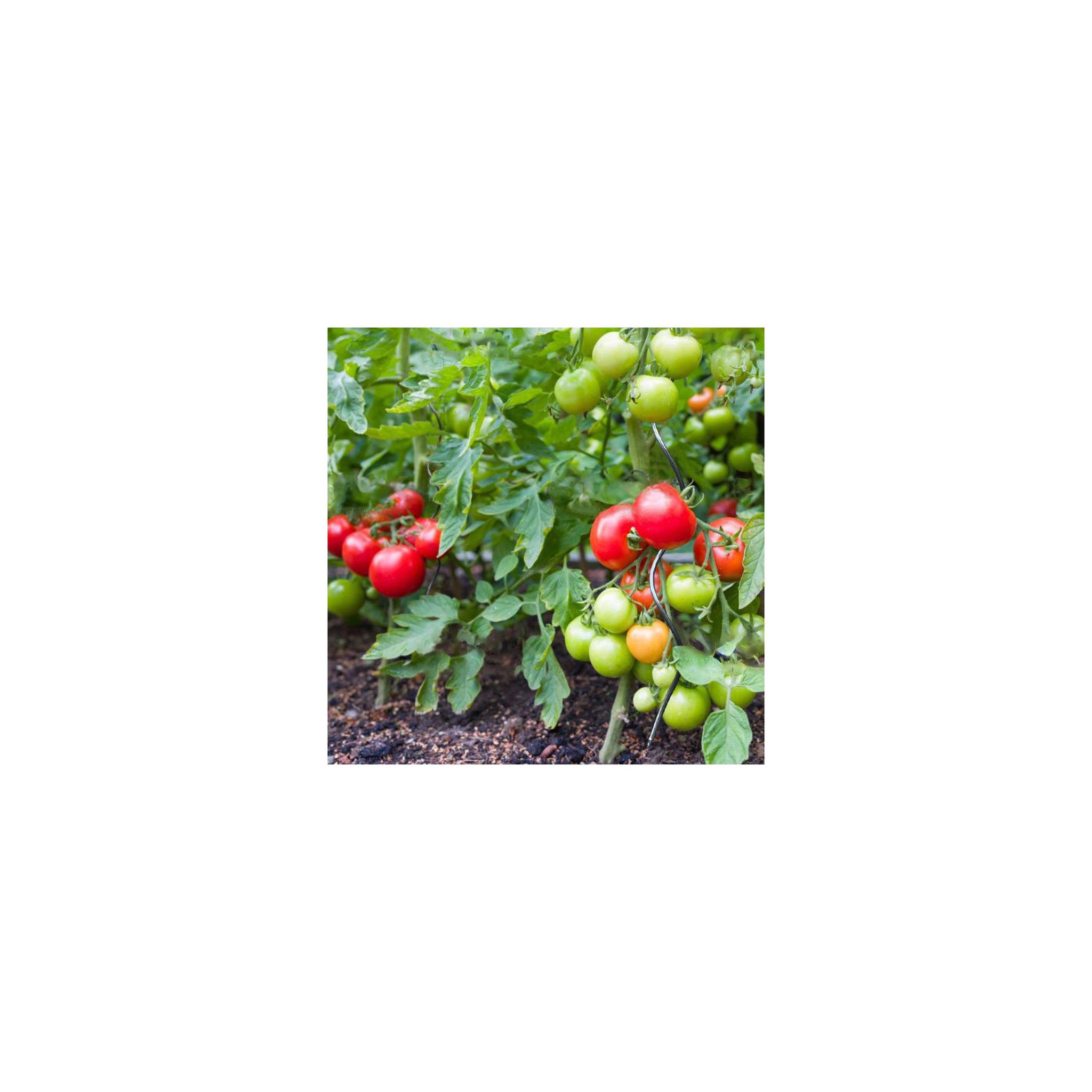 Voir la diapositive 2 : Lot de 10 tuteurs spirales pour tomates - En acier - Hauteur : 180 cm