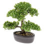 Voir la diapositive 2 : EMERALD Emerald Mini bonsaï Ficus artificiel Vert 32 cm 420002