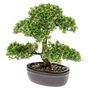 Voir la diapositive 2 : EMERALD Emerald Mini bonsaï Ficus artificiel Vert 32 cm 420002