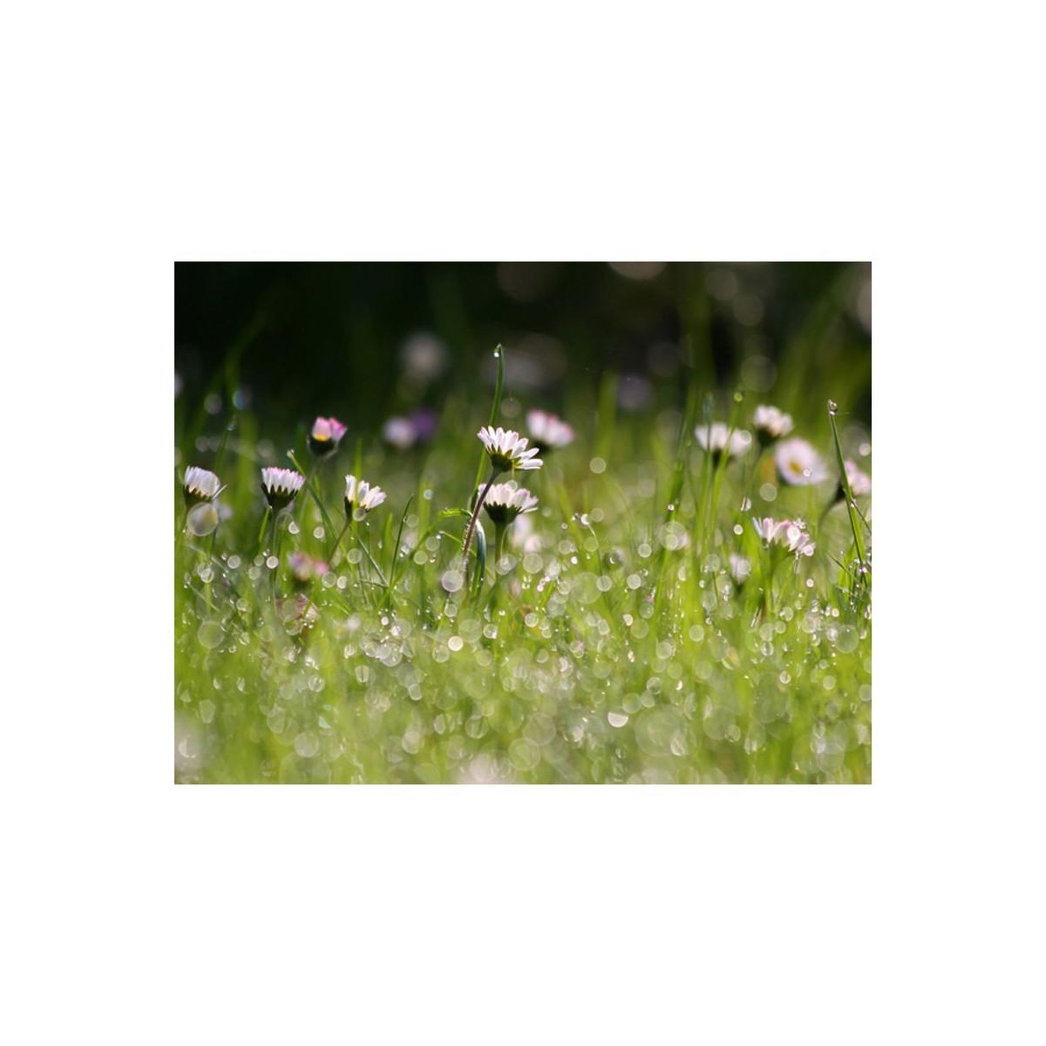 Voir la diapositive 2 : Paris Prix Papier peint  marguerites & la rosée du matin
