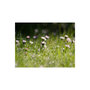 Voir la diapositive 2 : Paris Prix Papier Peint  Marguerites & la Rosée du Matin