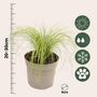 Voir la diapositive 2 : PLANT IN A BOX Herbe aux plumes - Set de 3 - Stipa tenuifolia 'Pony Tails' - H20-30cm - ⌀9cm