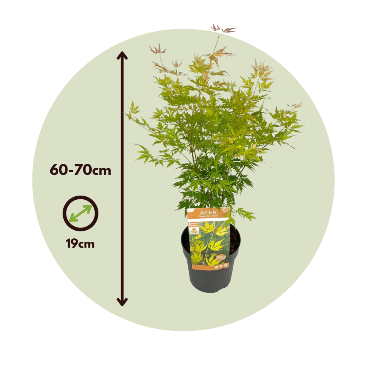 PLANT IN A BOX Érable du Japon - Acer palmatum 'Orange Lace' - Hauteur 60-70cm - ⌀19cm