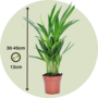 Voir la diapositive 2 : PLANT IN A BOX Palmier areca - Set de 4 - Dypsis lutescens - Hauteur 30-45cm - ⌀12cm