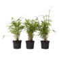 Voir la diapositive 1 : PLANT IN A BOX Bambou Bleu - Set de 6 - Fargesia papyrifera 'Grex' - Hauteur 30-40cm - ⌀13cm