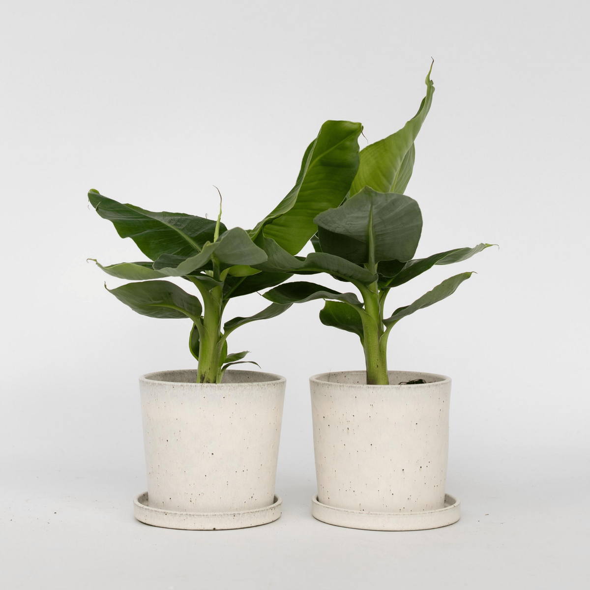 PLANT IN A BOX Bananaier nain - Set de 2 - Musa 'Oriental Dwarf' - Hauteur 25-40cm - ⌀12cm