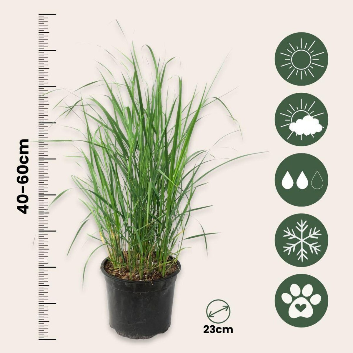 PLANT IN A BOX Calamagrostide - Calamagrostis 'Karl Foerster' - Hauteur 40-60cm - ⌀23cm