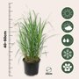 Voir la diapositive 2 : PLANT IN A BOX Calamagrostide - Calamagrostis 'Karl Foerster' - Hauteur 40-60cm - ⌀23cm