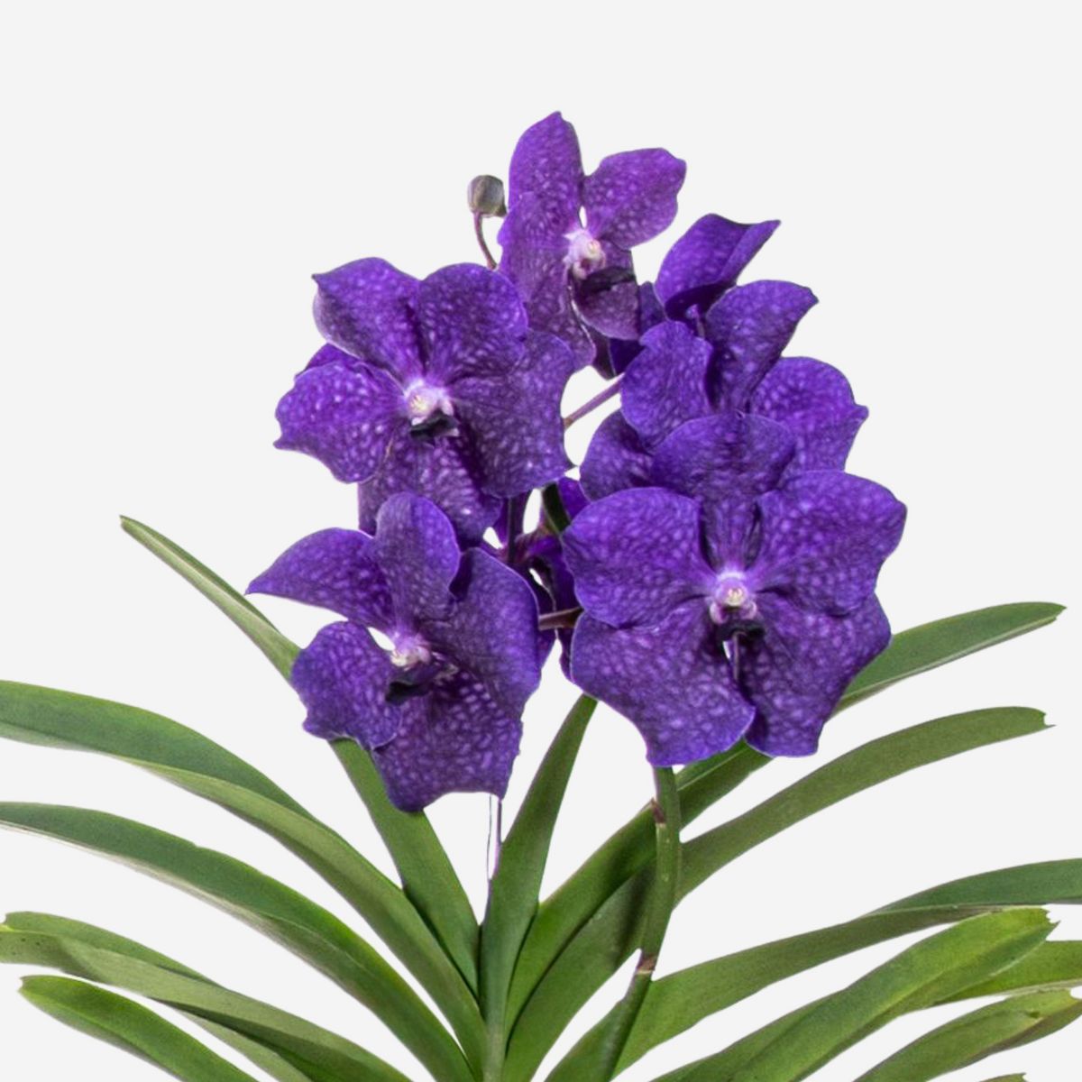 PLANT IN A BOX Orchidée - Vanda 'Blue' - Hauteur 55-65cm