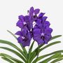 Voir la diapositive 3 : PLANT IN A BOX Orchidée - Vanda 'Blue' - Hauteur 55-65cm