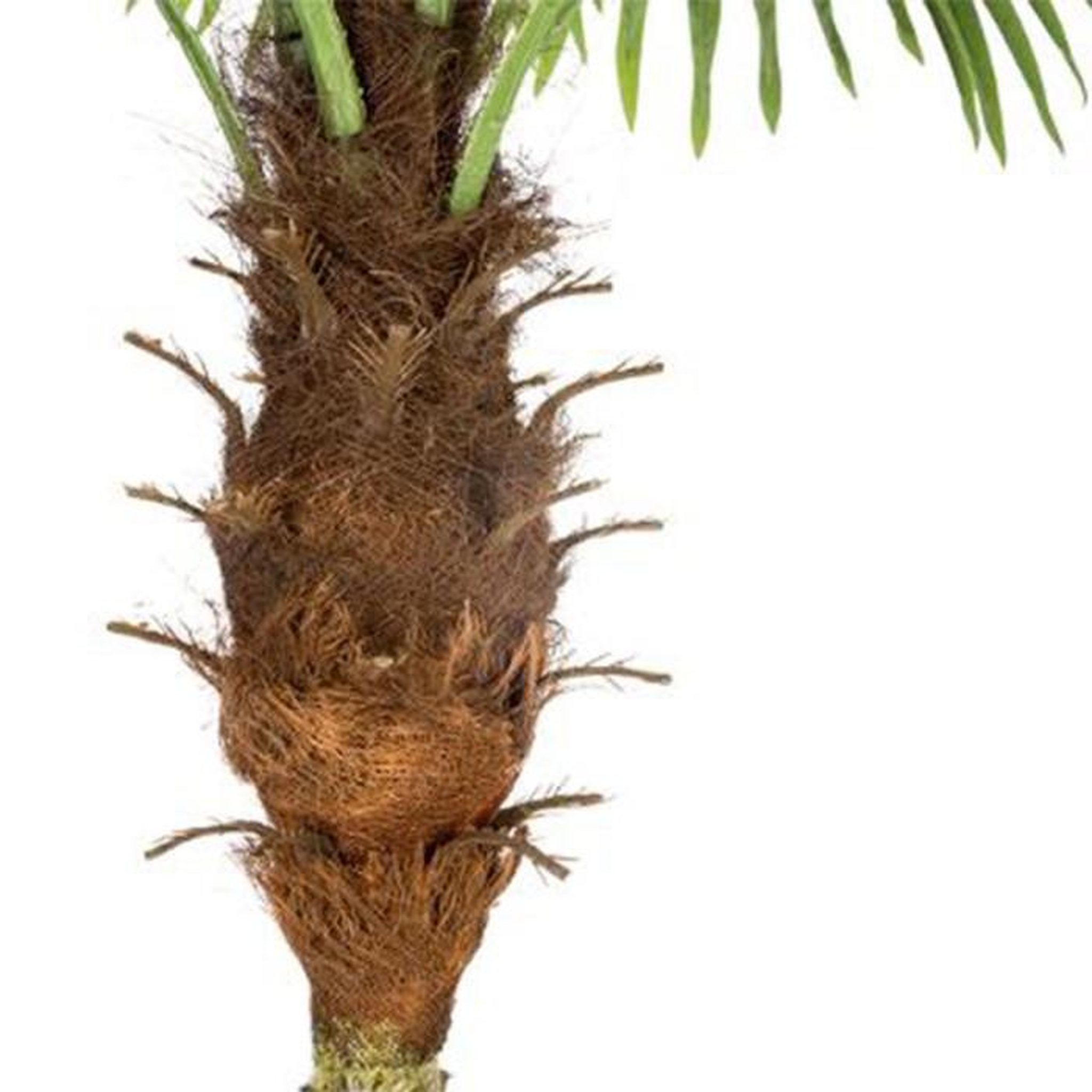 Voir la diapositive 3 : ATMOSPHERA Plante Artificielle Déco  Palmier  180cm Vert
