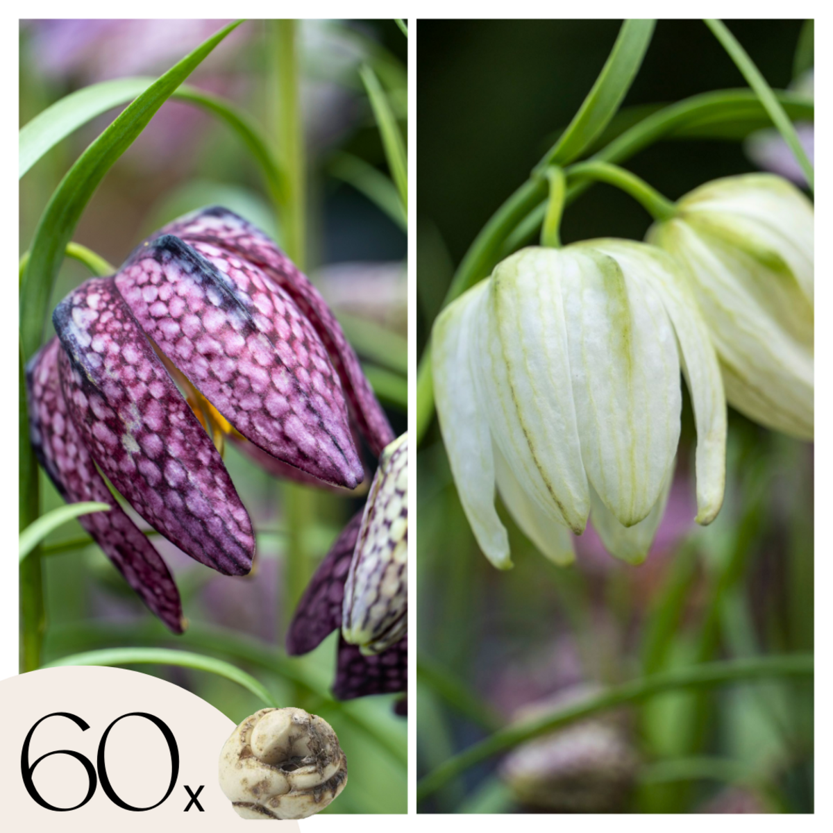 PLANT IN A BOX Fritillaire - Set de 60 - Fritillaria 'meleagris' - Bulbes à fleurs