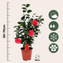 Voir la diapositive 2 : PLANT IN A BOX Camélia - Set de 2 - Camellia japonica 'Lady Campbell' - Hauteur 60-70cm - ⌀19cm