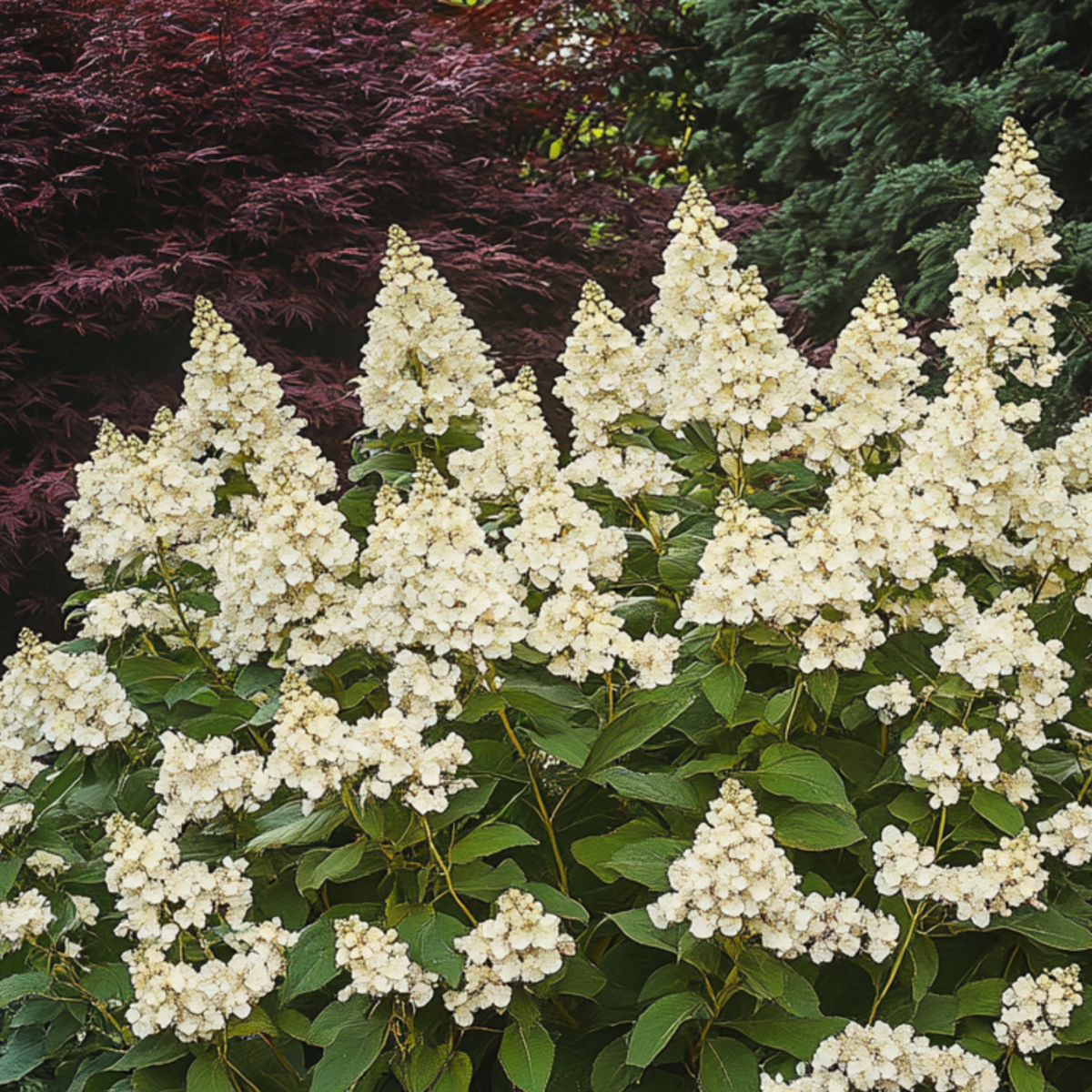 PLANT IN A BOX Hortensia - Hydrangea paniculata 'Candlelight' - Hauteur 25-40cm - ⌀19cm