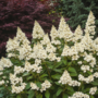 Voir la diapositive 4 : PLANT IN A BOX Hortensia - Hydrangea paniculata 'Candlelight' - Hauteur 25-40cm - ⌀19cm