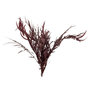 Voir la diapositive 1 : Paris Prix Bouquet d'Eucalyptus  Sauvage Séché  75cm Bordeaux