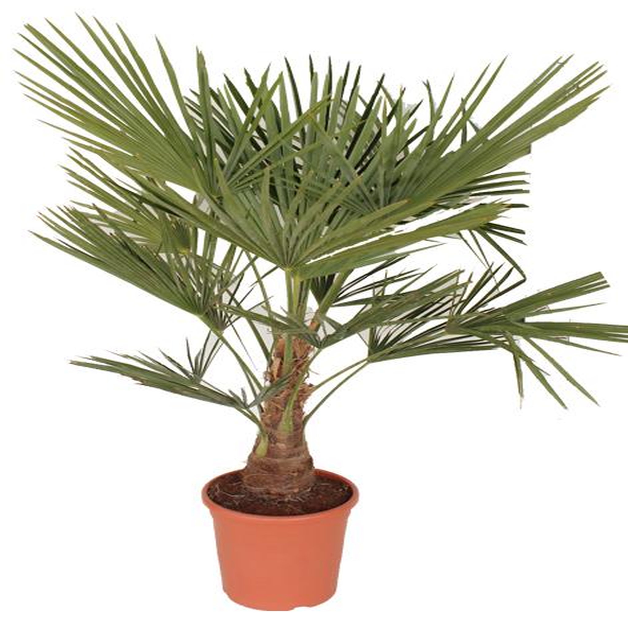 Palmier de Chine (Chamaerops Excelsa) - Pot de 15L - HT/90cm et plus