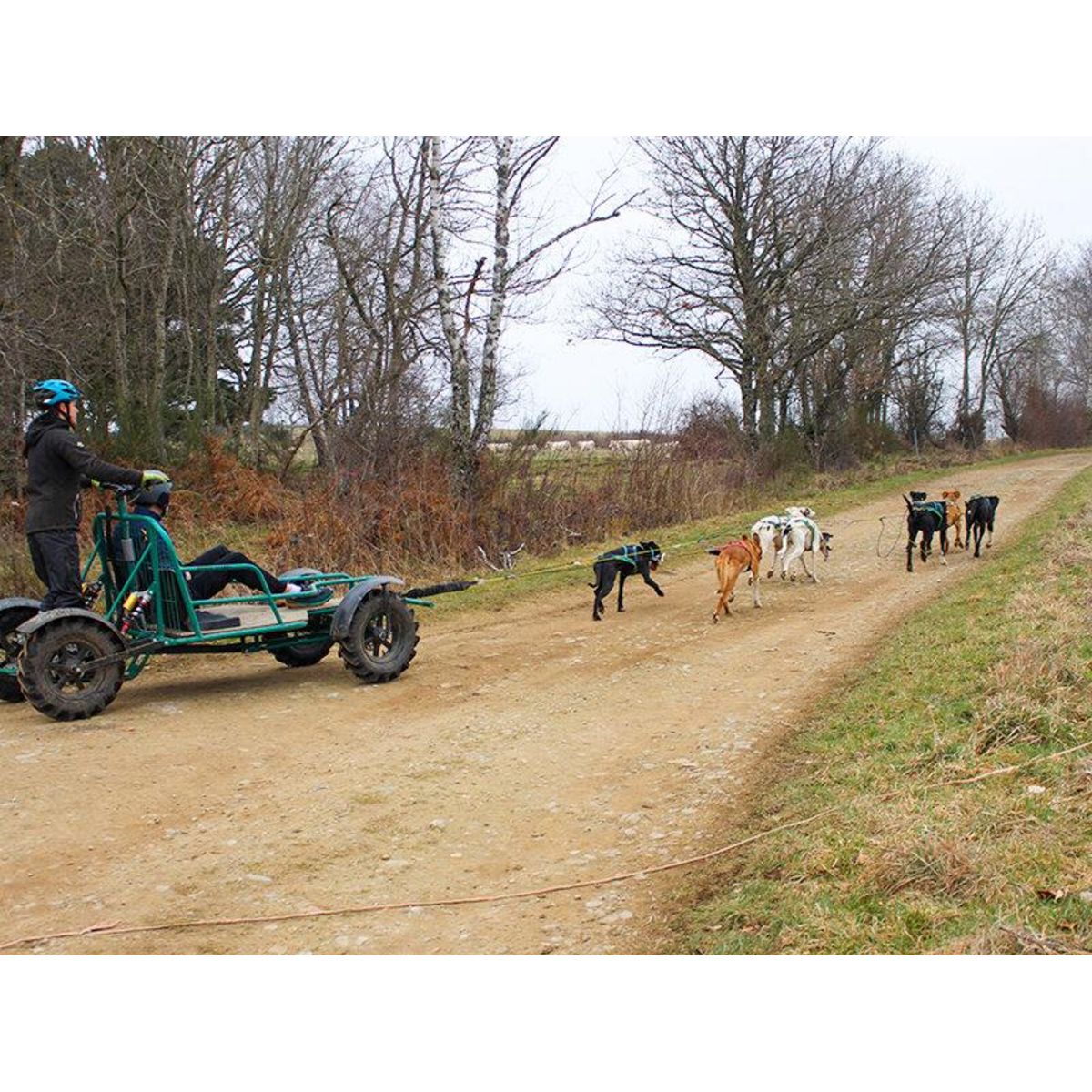 Smartbox Aventure insolite en famille : 1h de balade en Cani-Kart près de Clermont-Ferrand - Coffret Cadeau Sport & Aventure