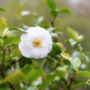 Voir la diapositive 3 : PLANT IN A BOX Camélia - Set de 3 - Camellia japonica 'Brush Field' - Hauteur 25-40cm - ⌀9cm