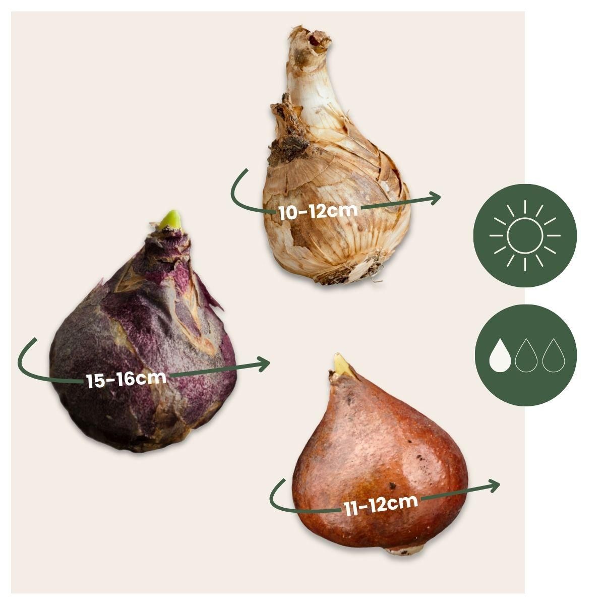 PLANT IN A BOX Mélange de bulbes pour le jardin - Set de 25 - Narcissus, Tulipa, Hyacinthus