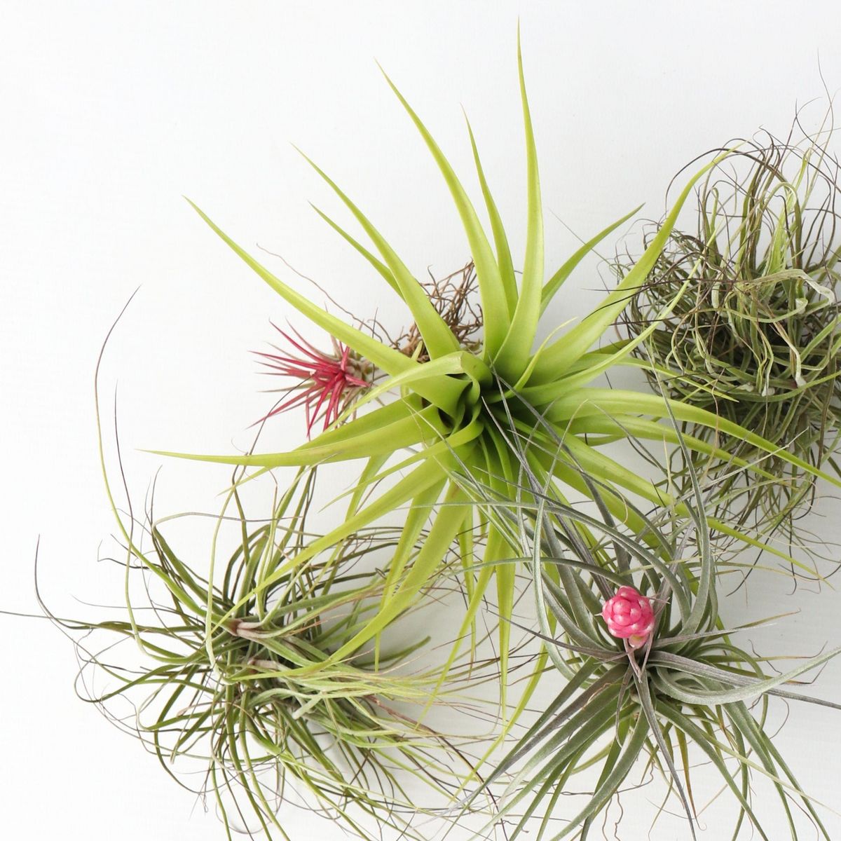 PLANT IN A BOX Plante aérienne - Set de 24 - Tillandsia - Hauteur 5-15cm - ⌀5cm