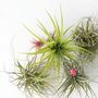 Voir la diapositive 3 : PLANT IN A BOX Plante aérienne - Set de 24 - Tillandsia - Hauteur 5-15cm - ⌀5cm