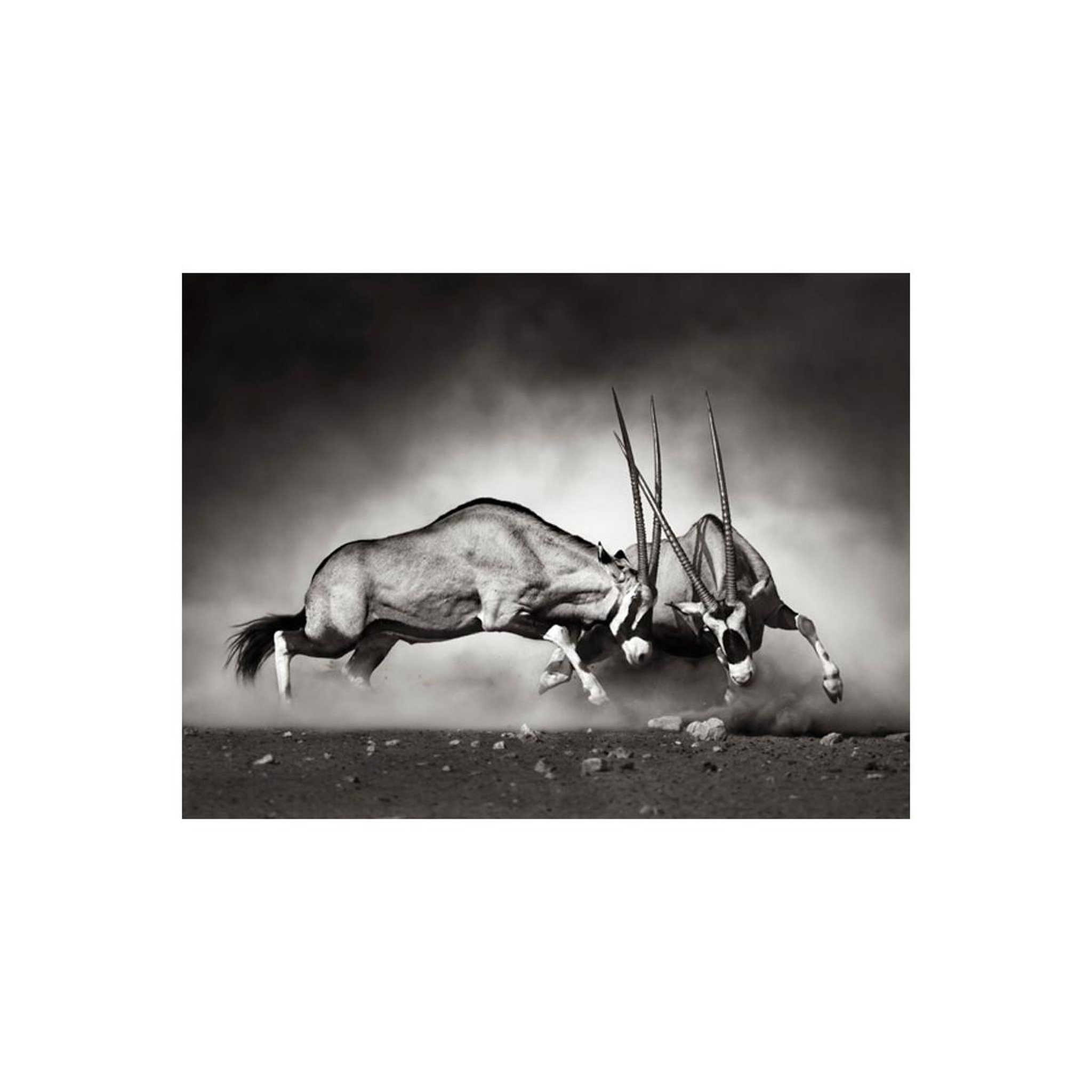 Voir la diapositive 2 : Paris Prix Papier peint  gazelles en lutte, dunes de la namibie