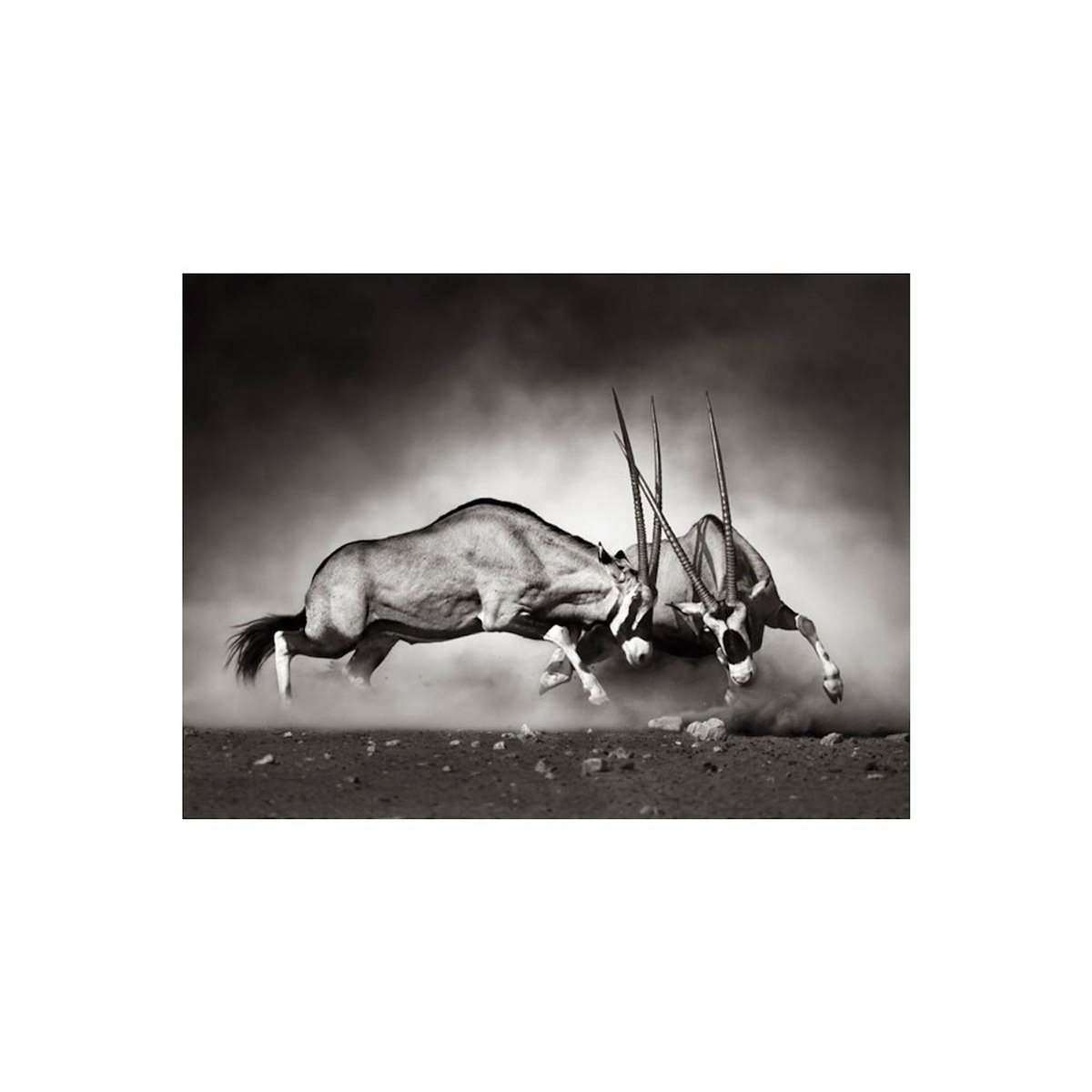 Paris Prix Papier Peint  Gazelles en Lutte, Dunes de la Namibie