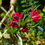 Voir la diapositive 4 : PLANT IN A BOX Tulipe - Set de 40 - Tulipa 'Little Beauty' - Bulbes à fleurs - Rouge