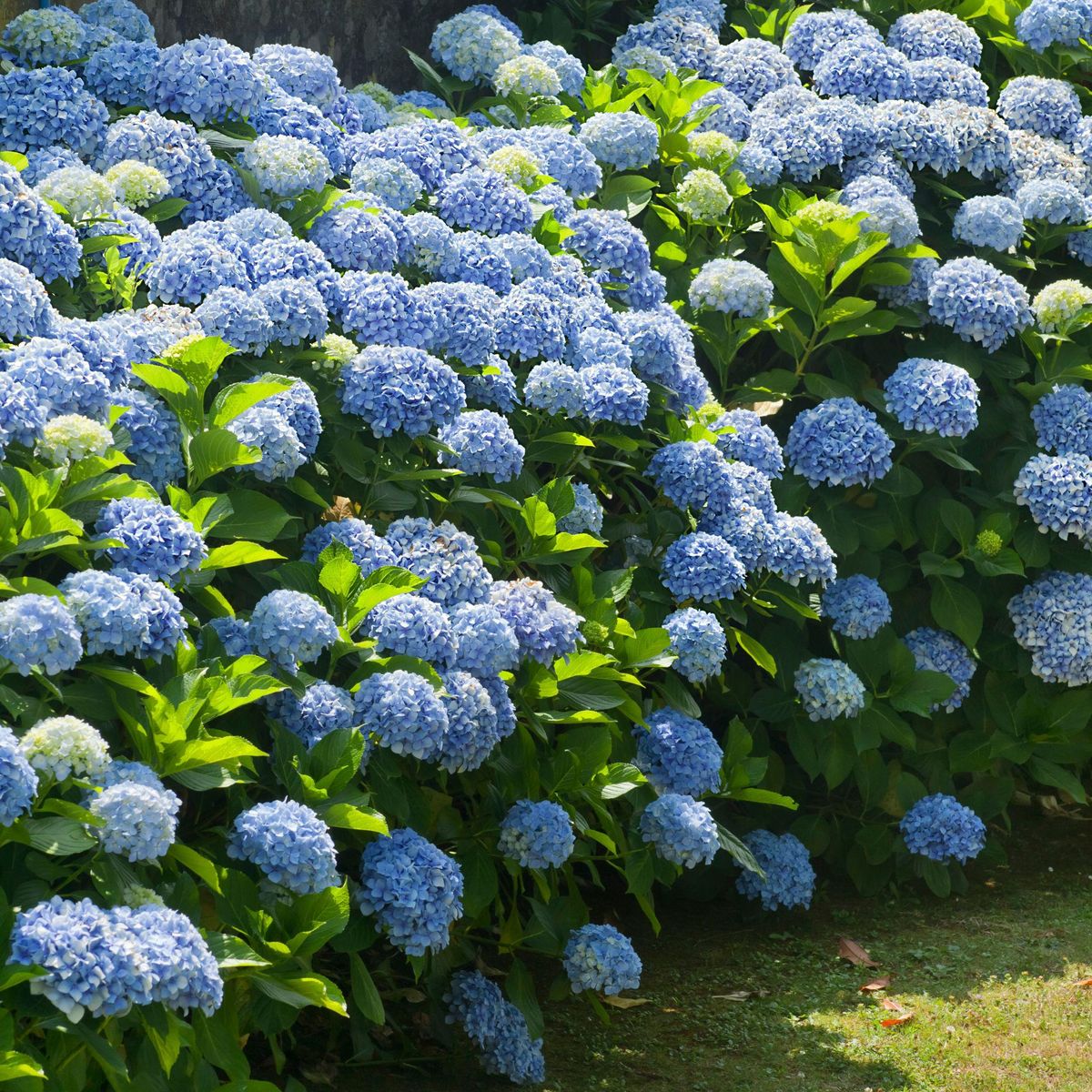 PLANT IN A BOX Hortensia - Set de 3 - Hydrangea macrophylla - Hauteur 25-40cm - ⌀9cm