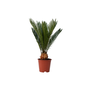 Voir la diapositive 1 : PLANT IN A BOX Sagou du Japon - Cycas revoluta - Hauteur 45-60cm - ⌀15cm