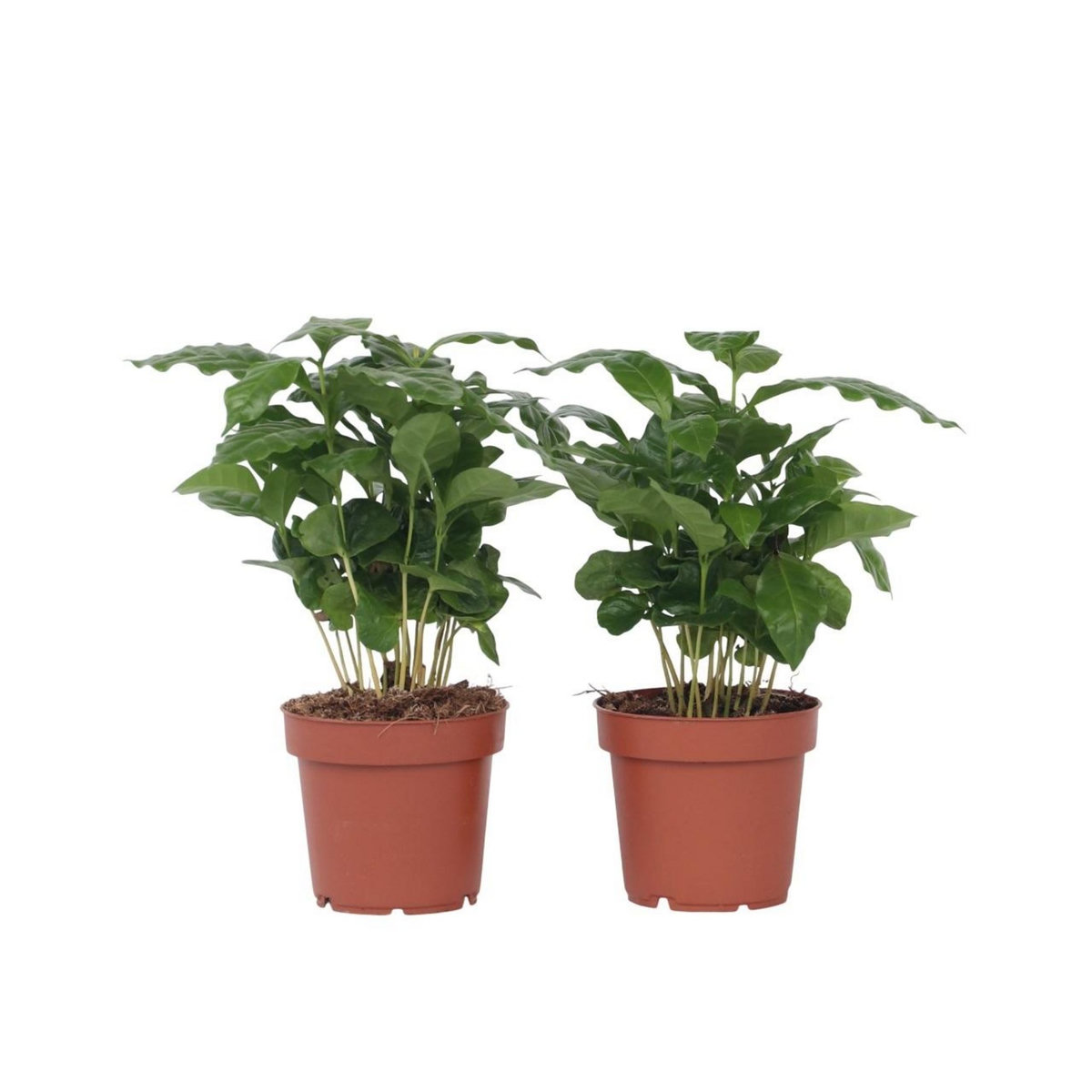 PLANT IN A BOX Caféier - Set de 2 - Coffea arabica - Hauteur 25-40cm - ⌀12cm